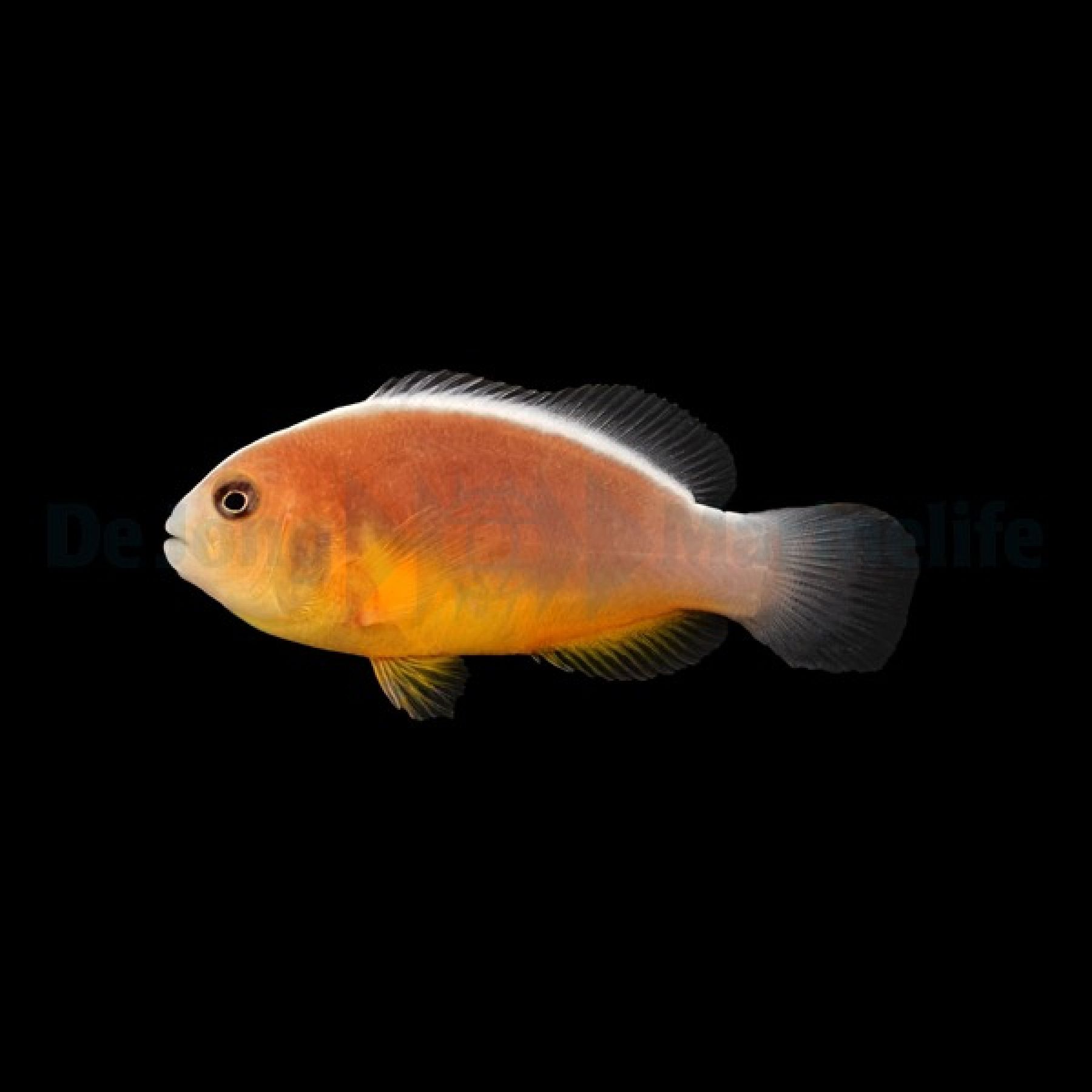Amphiprion akallopisos Indischer Weißrücken-Clownfisch (Nachzucht)